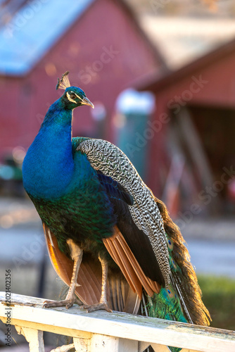 Side view of a beautiful peacock with brilliant colors portrait