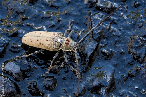 Cuadro en lienzo Mango Tree Borer Beetle (Batocera rufomaculata) on dark wet surface