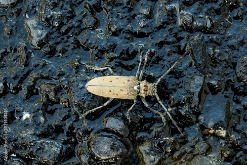 Tableau sur toile Mango Tree Borer Beetle (Batocera rufomaculata) on dark wet surface