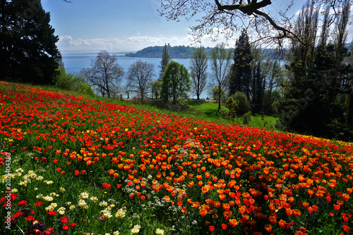 Bild auf Leinwand Tulpenblüte auf der Insel Mainau am Bodensee; Baden Württemberg; Deutschland;