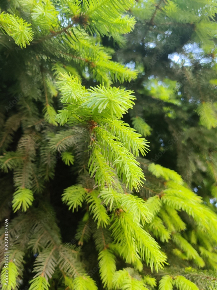 Fototapeta premium young spruce branches in sunlight, macro photography, warm golden light, soft natural atmosphere