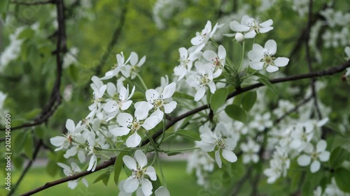 A serene video shows white flowers swaying on a tree branch.