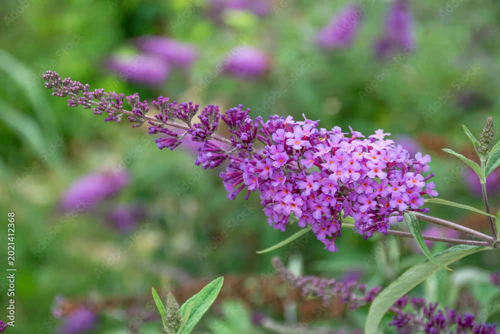 Obraz premium purple flowers