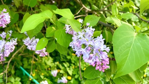 Close up of blooming lilac branch with purple flowers and green leaves in spring garden, breeze moving branches