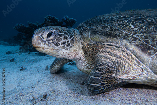 Foto tortuga verde