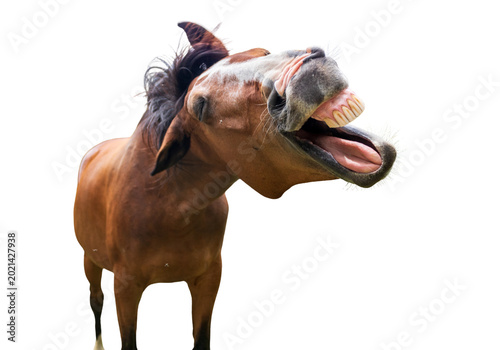 Canvastavla Funny brown horse with open mouth neighing, laughing animal isolated on transpar