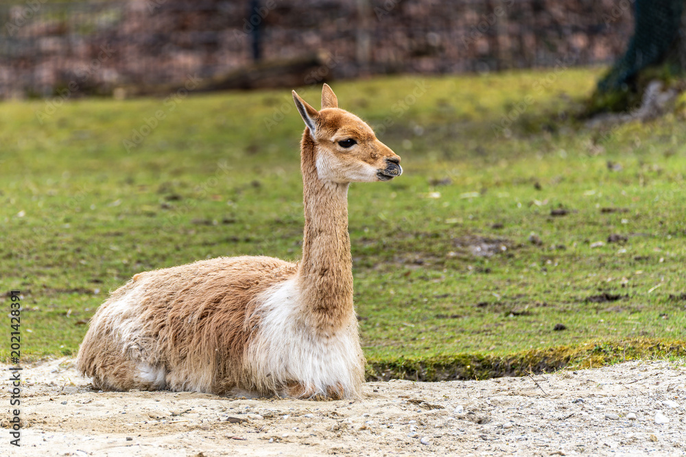 Fototapeta premium Vicunas, Vicugna Vicugna, relatives of the llama in a German park