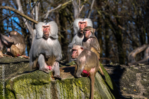 Photos The hamadryas baboon, Papio hamadryas is a species of baboon
