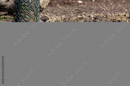 Bild auf Leinwand The Visayan warty pig, Sus cebifrons is a critically endangered pig