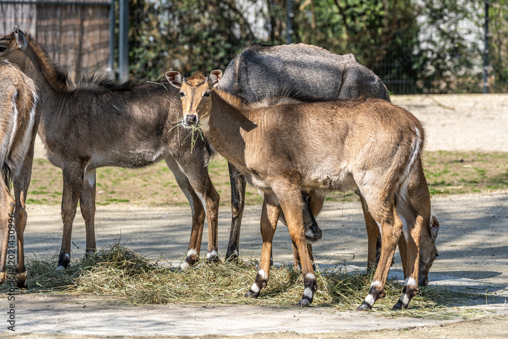 Fototapeta premium The nilgai or blue cow. Boselaphus tragocamelus is the largest Asian antelope