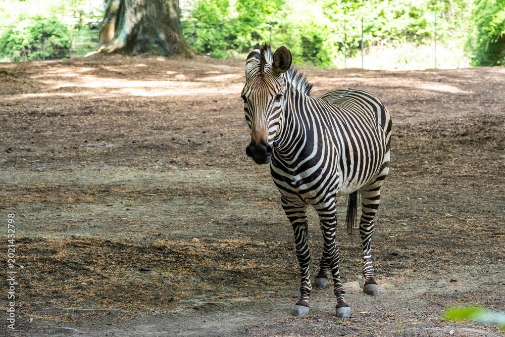 Naklejka premium Hartmann's Mountain Zebra, Equus zebra hartmannae. An endangered zebra