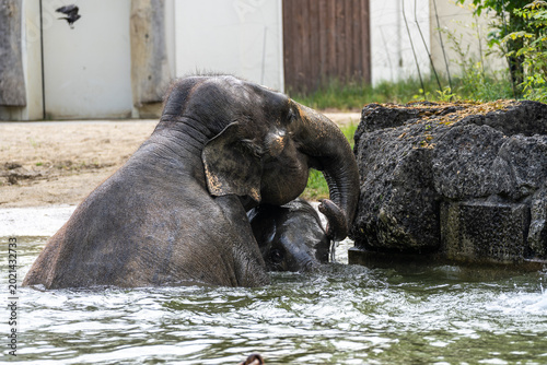 Quadro su tela The Asian elephant, Elephas maximus also called Asiatic elephant bathing in a po
