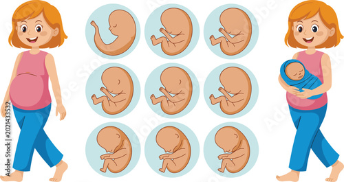 Foto Human Embryonic Development Vector Set with Pregnant Woman Fetus Growth Stages a