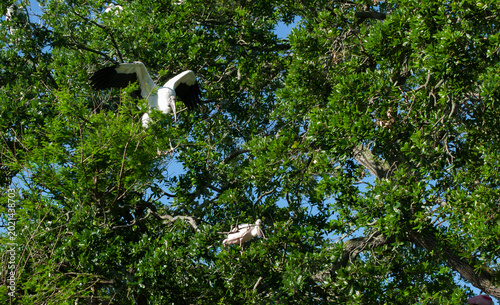 Cuadro en lienzo Great Heron in a tree