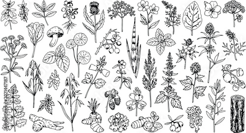 Vintage Botanical Herb and Wildflower Engraving Illustration Collection, Hand Drawn Floral Line Art Vector Set