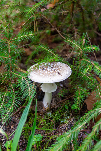 White spotted mushroom grows among green pine branches