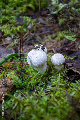 White spotted mushroom grows among green pine branches