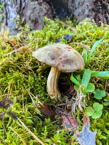 White spotted mushroom grows among green pine branches