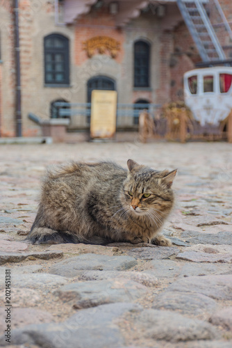 Wildcat rests on cobblestones
