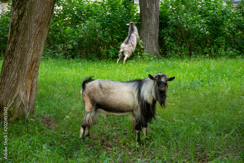 Woolly ram stands in grassy field beside weathered building