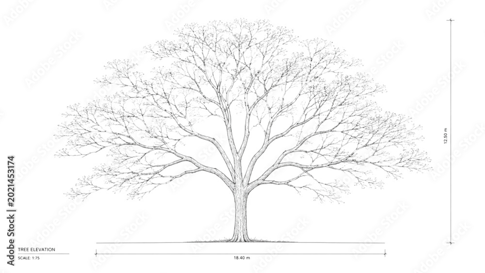 Fototapeta premium Precisely Rendered CAD Elevation of a Mature Deciduous Tree, Ideal for Architectural Site Plans and Detailed Landscape Design Documentation