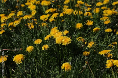 Yellow dandelions bloom on a green field in spring