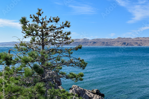 A windswept pine tree clings to the rocky coast near Karlobag, overlooking the deep blue Adriatic and the rugged landscape of Pag island in background