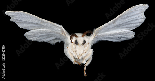 Fotografie Domestic silk moth, Bombyx mori
