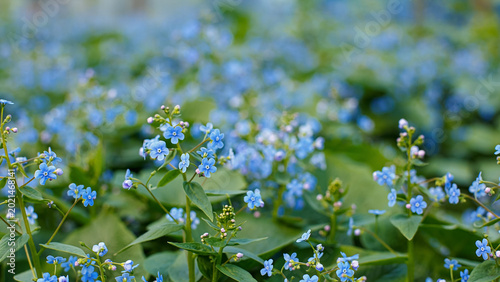Fotografie Brunnera macrophylla, the forget-me-not