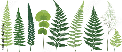 Bild auf Leinwand Green fern leaves vector illustration set with assorted botanical fronds for nat