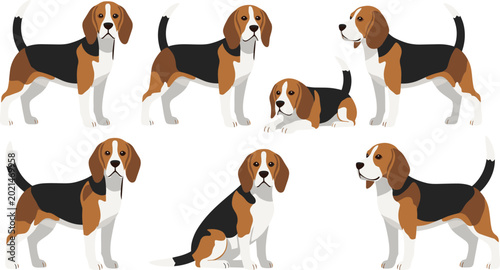 Obraz na płótnie Realistic beagle dog vector illustration set with standing, sitting, lying, and