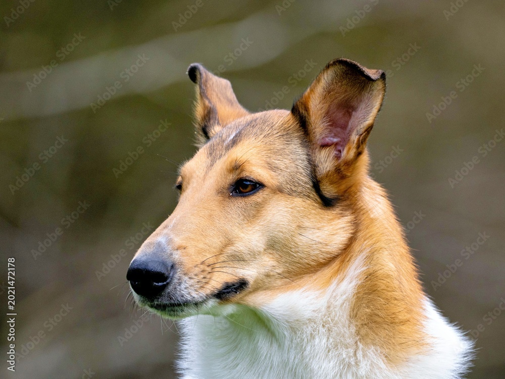 Ταπετσαρία portrait of a short-haired collie