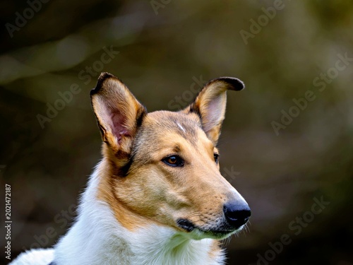 Foto portrait of a short-haired collie