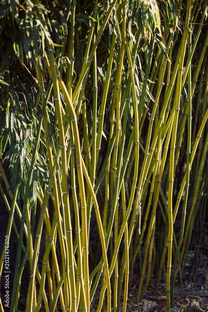 Fototapeta premium Bamboo stems and leaves in tropical garden, natural green plant background