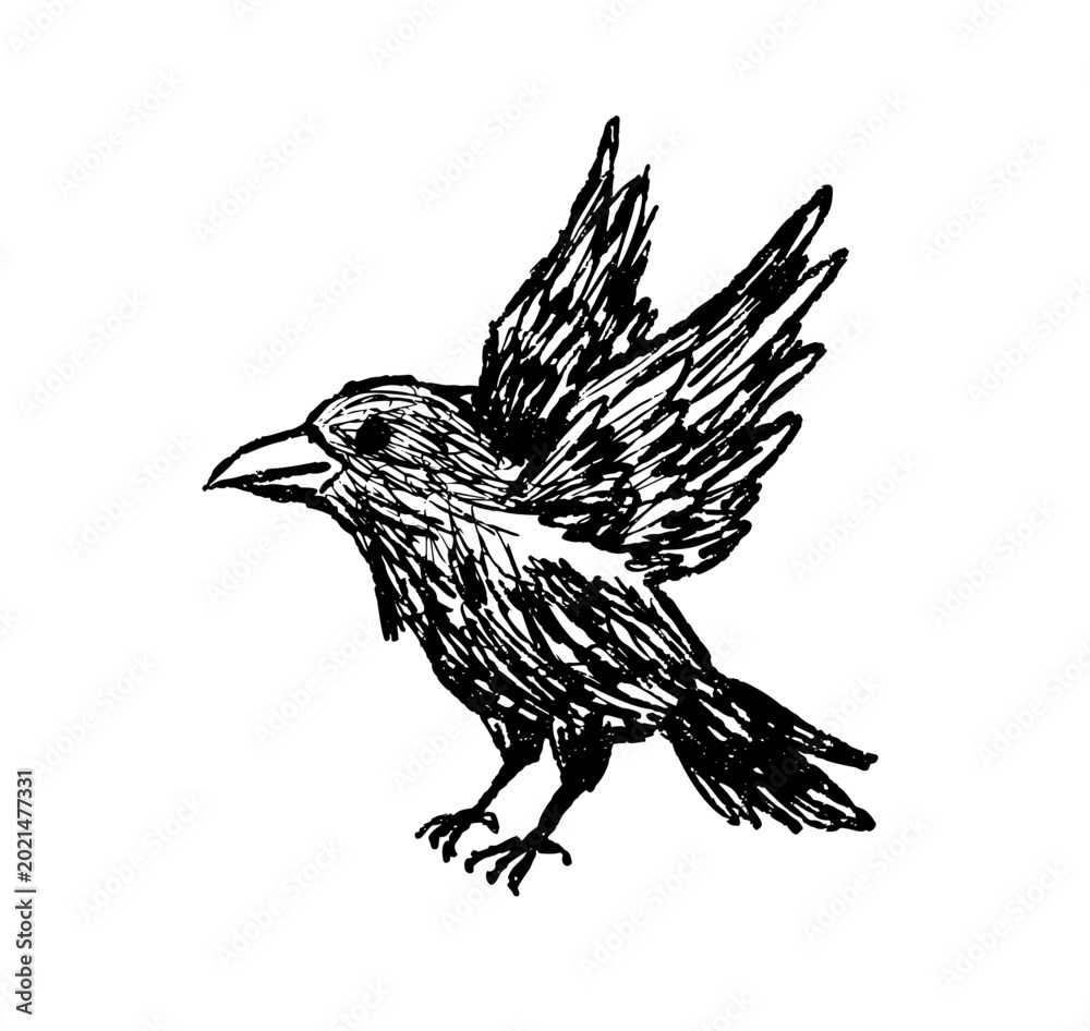 Obraz premium Crow in flight sketch, hand drawn bird with spread wings and detailed feathers. Wildlife animal doodle art, flying avian creature nature study, black white ink drawing
