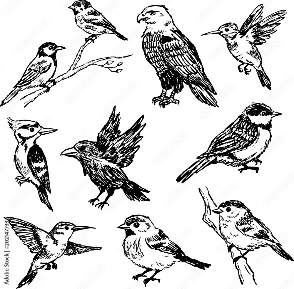 Obraz premium Bird sketch collection, hand drawn birds set with hummingbird, woodpecker, sparrow perched flying poses. Wildlife animal doodle art, feathered creature ink drawing nature study
