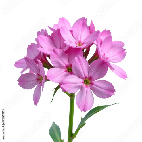 A close-up view of a bright pink flower sitting on its stem, showcasing its delicate petals and center