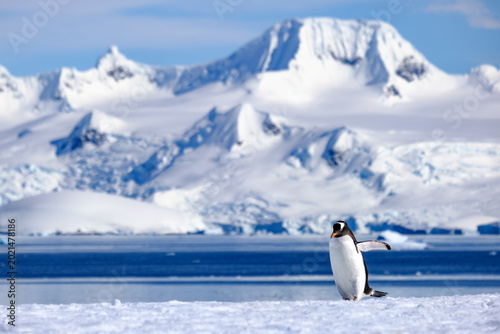 Obraz na płótnie Gentoo Penguin in Antarctica