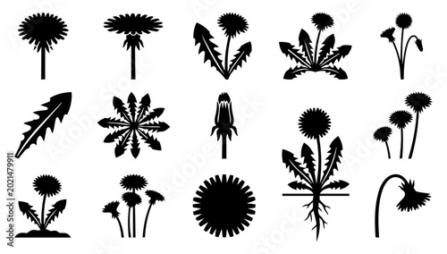Fotografie Dandelion Flower and Botanical Plant Silhouette Icons Set