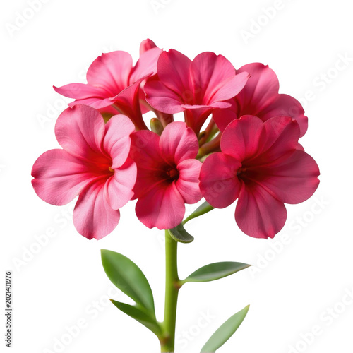 A close-up view of a pink flower blooming on its stem, perfect for adding a touch of nature to your designs