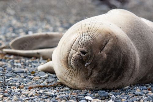 Photos sleeping elephant seal