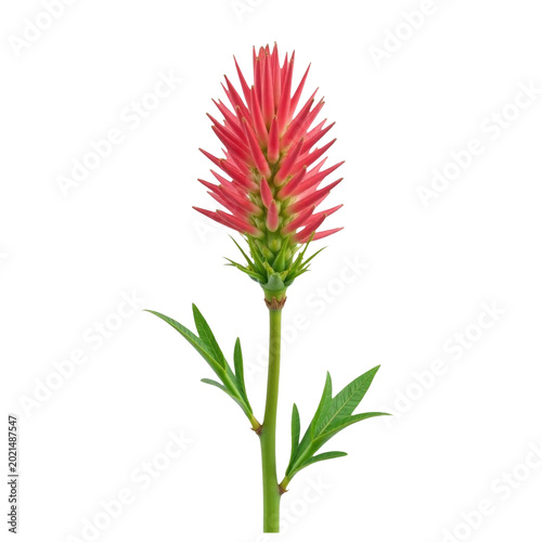 A single pink flower with green leaves sits on a clean white background, perfect for use in beauty or still life photography