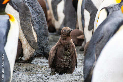 Tablou pe pânză king penguin chick