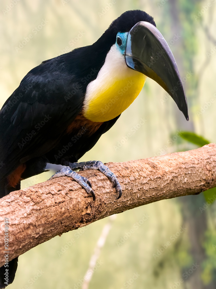 Naklejka premium Oiseau tropical
