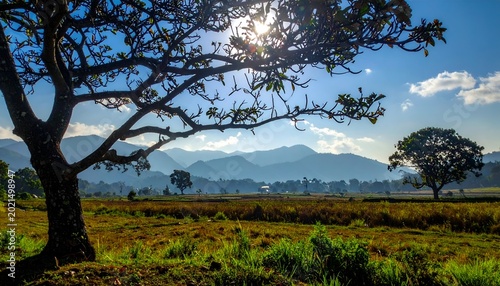 Rural landscape silhouetted tree against hazy mountain range & blue sky