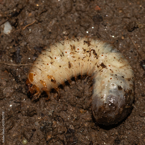 Fotografía Close-up of a white beetle grub larva in soil, detailed macro view of an undergr
