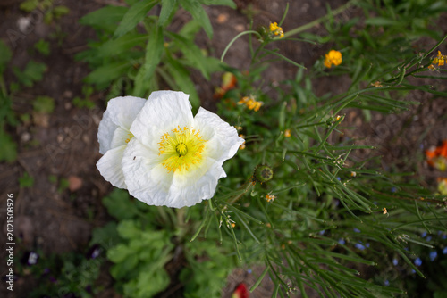 Photos Pavot blanc en fleur dans un jardin