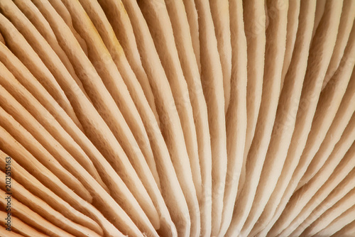 Konstfotografi Macro view of mushroom gills showing repeating ribbed lines and organic beige texture, highlighting natural patterns, structure and detail for culinary, botanical or abstract background use