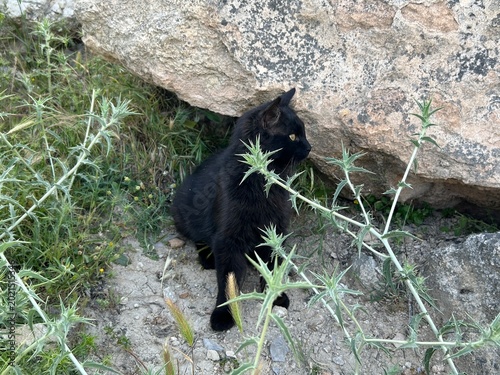 Photography black cat stands near a rock and thorny plants