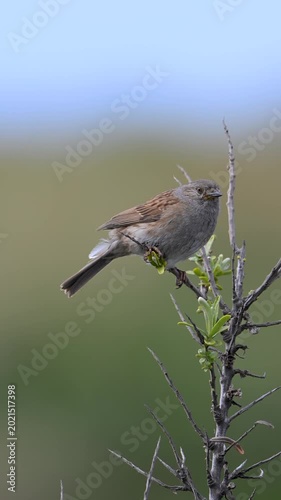 A dunnock  bird standing on the perch against a blur sky
